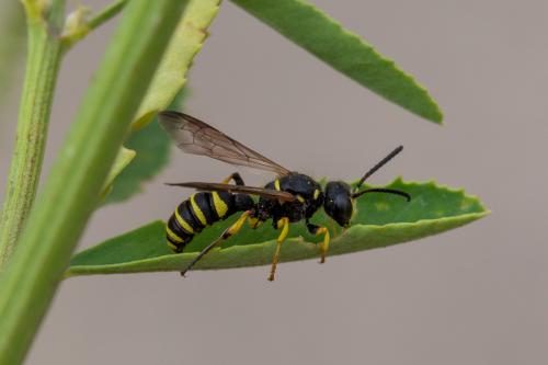 Cerceris arenaria